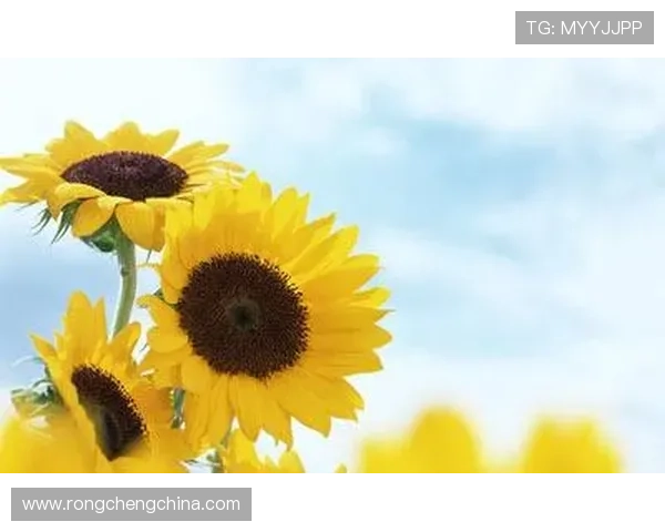 开运登录带来的好运秘诀助你轻松应对生活中的挑战